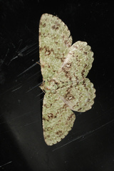 Ophthalmitis herbidaria
