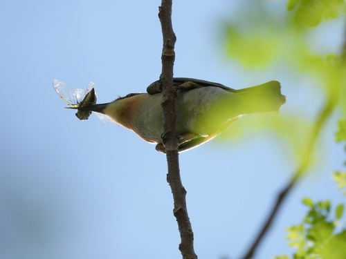 Chestnut-headed Bee-eater