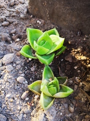 Haworthia cymbiformis