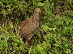 Pternistis squamatus schuetti