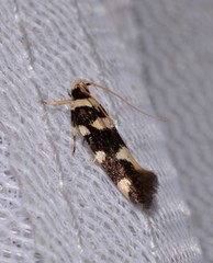 Macrobathra arrectella