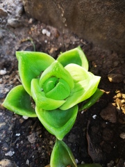 Haworthia cymbiformis