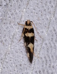 Macrobathra arrectella