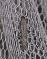 Copamyntis leptocosma