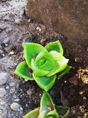 Haworthia cymbiformis