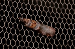 Calguia defiguralis