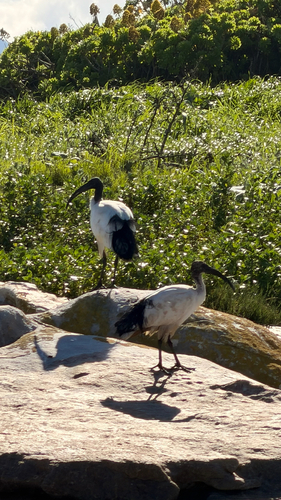 iNaturalist: (c) jo-gg, some rights reserved (CC BY-NC) iNaturalist image