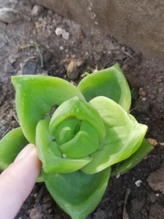 Haworthia cymbiformis