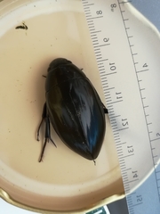 Hydrophilus pistaceus