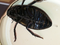Hydrophilus pistaceus