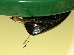 Hydrophilus pistaceus