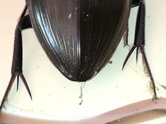 Hydrophilus pistaceus