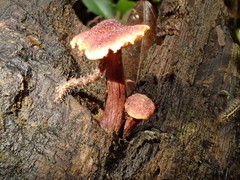 Gymnopilus purpuratus