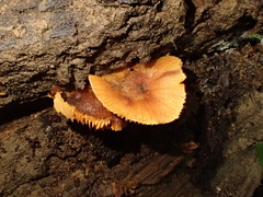 Gymnopilus purpuratus
