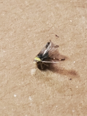 Colladonus montanus reductus