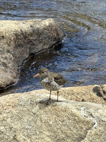 iNaturalist observation photo of Spotted Sandpiper