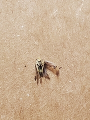 Colladonus montanus reductus