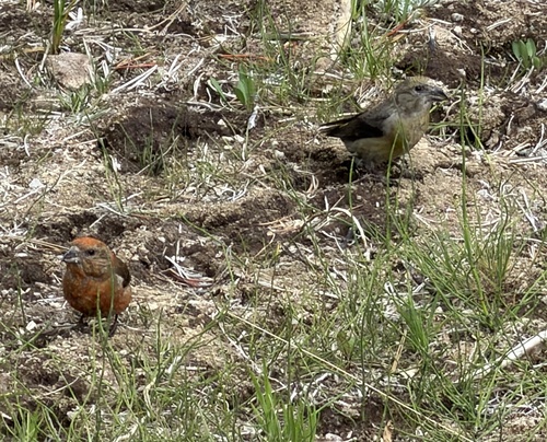 iNaturalist observation photo of Red Crossbill