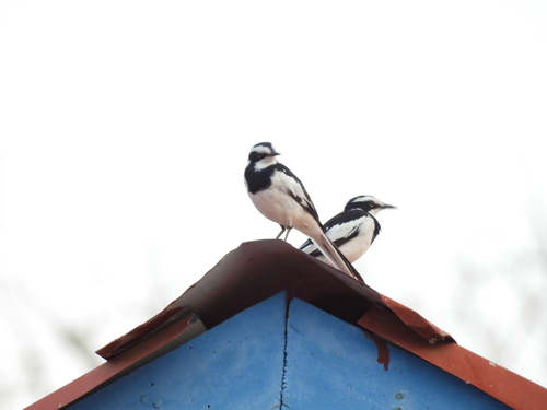 iNaturalist image