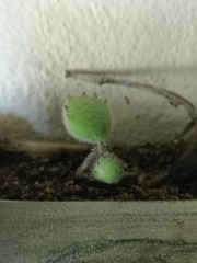 Cotyledon tomentosa tomentosa