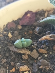 Corpuscularia lehmannii