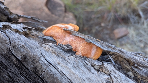 Southern Cinnabar Polypore