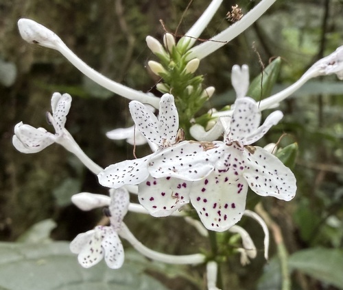 Pseuderanthemum ludovicianum