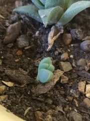 Corpuscularia lehmannii