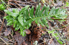 Polypodium calirhiza