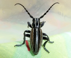 Dorcadion graellsii