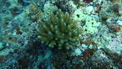 Acropora humilis