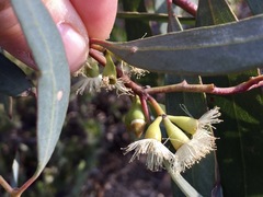 Eucalyptus odorata