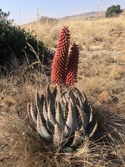 Aloe peglerae, photograph (c) Tam, some rights reserved (CC BY-SA)
