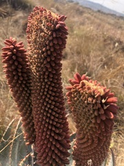 Aloe peglerae, photograph (c) Tam, some rights reserved (CC BY-SA)