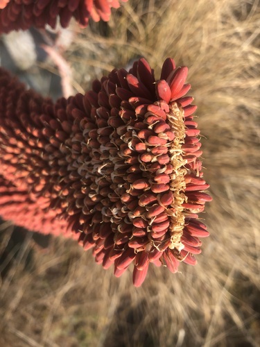 Aloe peglerae