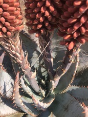 Aloe peglerae, photograph (c) Tam, some rights reserved (CC BY-SA)
