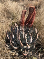 Aloe peglerae, photograph (c) Tam, some rights reserved (CC BY-SA)