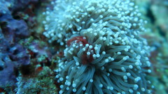 Euphyllia glabrescens