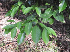 Endiandra globosa