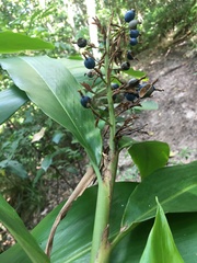 Alpinia caerulea