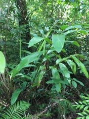 Alpinia caerulea