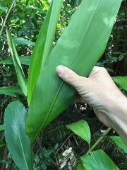Alpinia caerulea