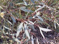 Eucalyptus odorata