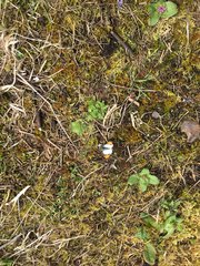 Anthocharis julia flora