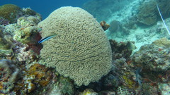 Physogyra lichtensteini