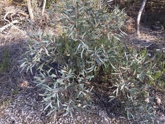 Eucalyptus odorata