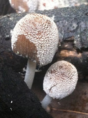 Coprinellus flocculosus