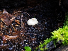 Marasmiellus candidus