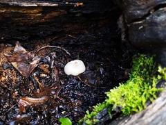 Marasmiellus candidus