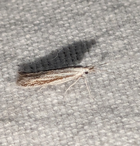 Coleophora discostriata photo 4